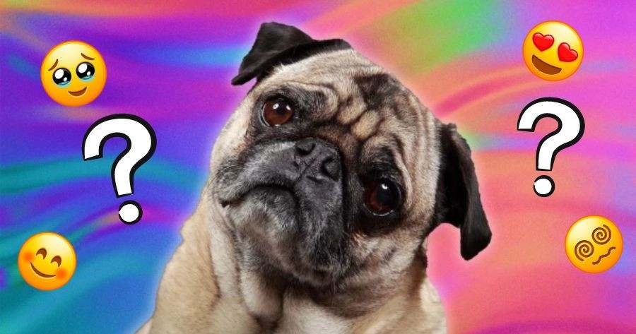 Take This Quiz To Test Your Pet's Emotions!